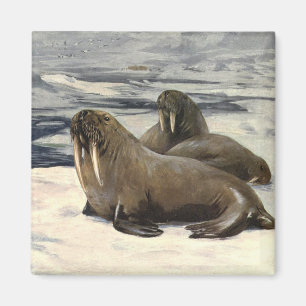 Walrosse im arktischen Schnee, Vintage Meereslebew Magnet