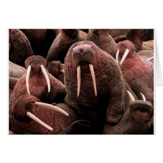 Walrus
