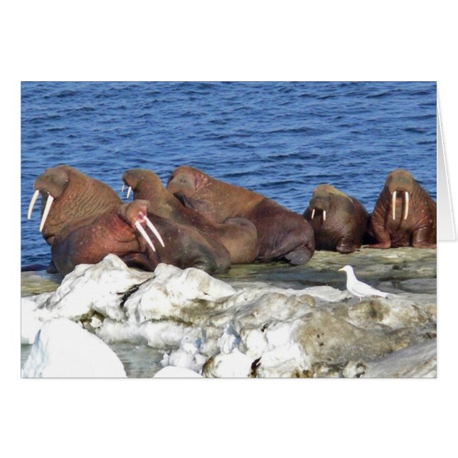 Walrus auf Beringsee-Eis (Vorderseite (Horizontal))