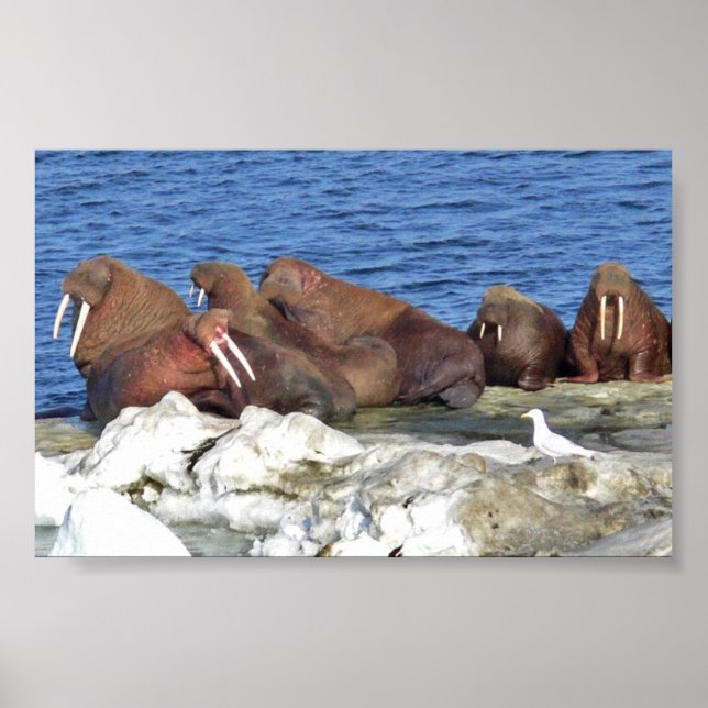 Walrus auf Beringsee-Eis Poster (Vorne)