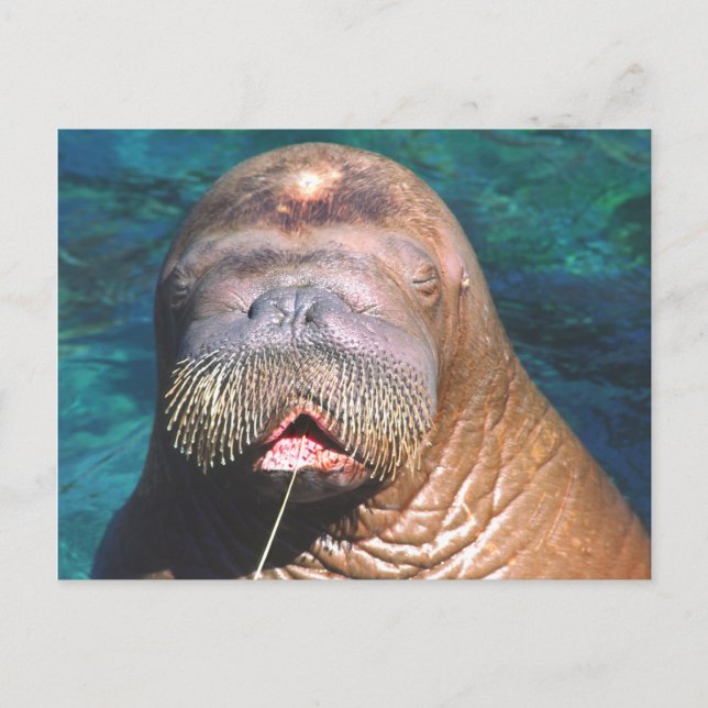 Walrus Eyes Closed Postcard Postkarte (Vorderseite)
