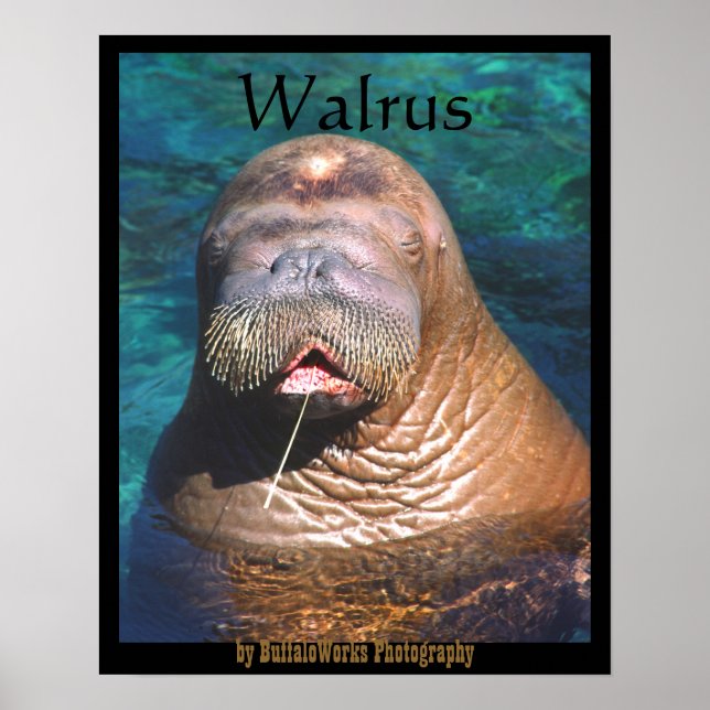 Walrus Eyes Closed Poster (Vorne)