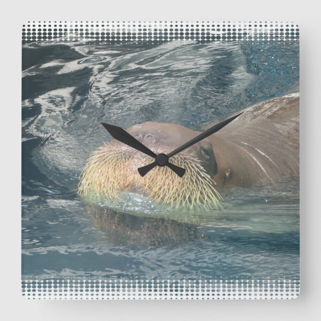 Walrus Face Quadratische Wanduhr (Vorderseite)