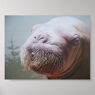 Walrus Foto Poster