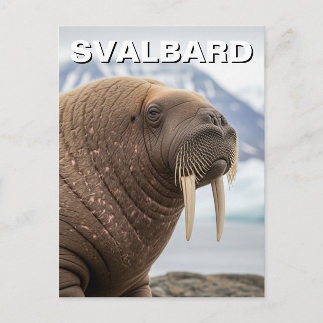 Walrus in Svalbard Norwegen Postkarte (Vorderseite)