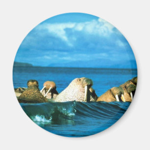 Walrus Magnet