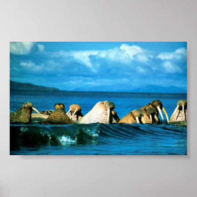 Walrus Poster (Vorne)