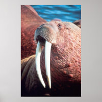 Walrus