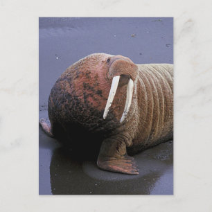 Walrus Postkarte