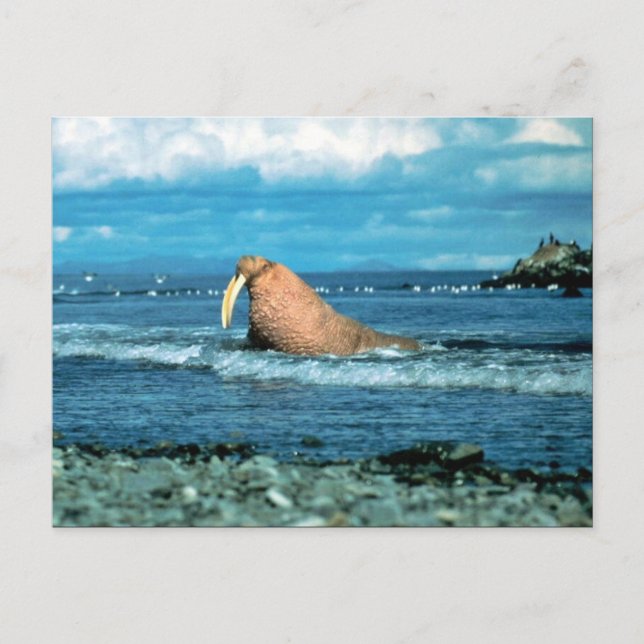 Walrus Postkarte (Vorderseite)