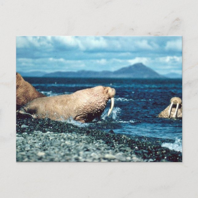 Walrus Postkarte (Vorderseite)