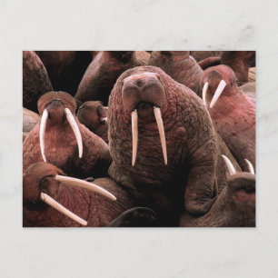 Walrus Postkarte