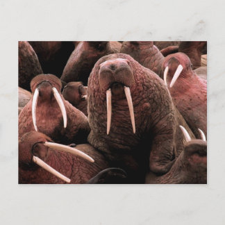 Walrus Postkarte