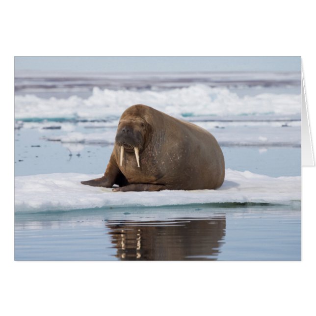 Walrus ruht auf Eis, Norwegen (Vorderseite (Horizontal))