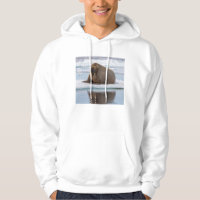 Walrus ruht auf Eis, Norwegen