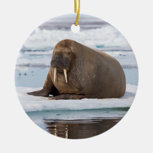 Walrus ruht auf Eis, Norwegen Keramik Ornament (Vorne)