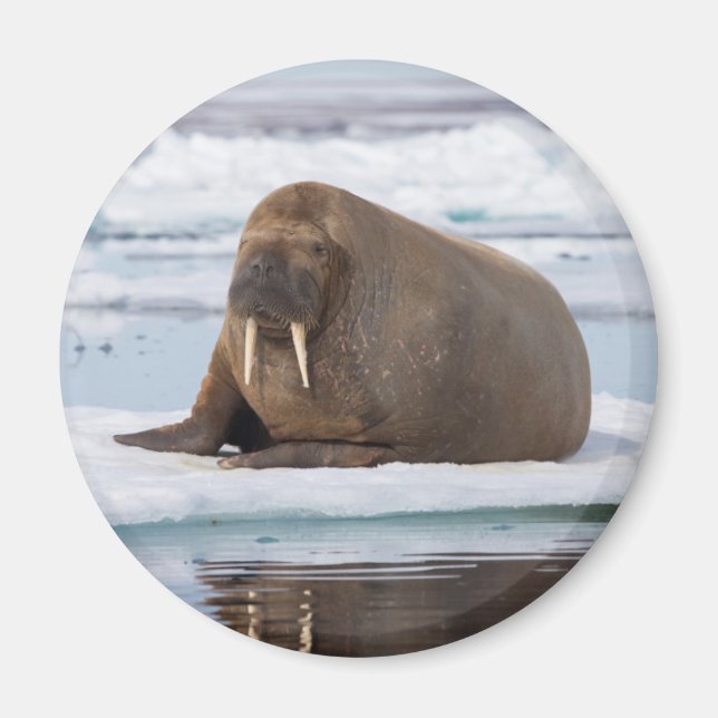 Walrus ruht auf Eis, Norwegen Magnet (Vorne)