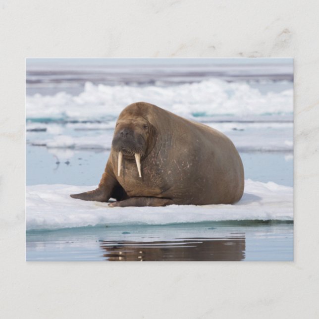Walrus ruht auf Eis, Norwegen Postkarte (Vorderseite)