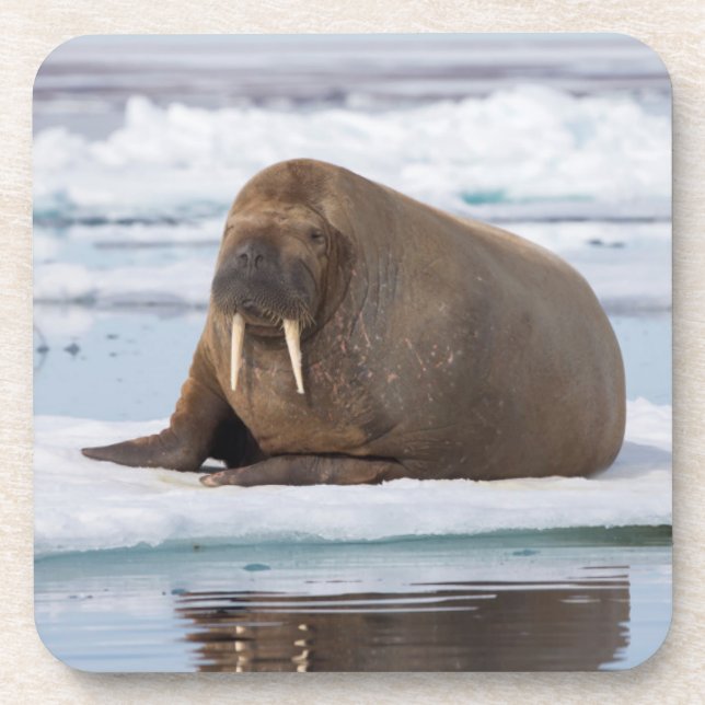 Walrus ruht auf Eis, Norwegen Untersetzer (Vorderseite)