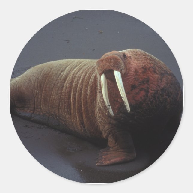 Walrus Stickers (Vorderseite)