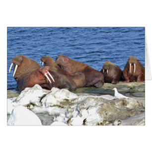 Walrus sur la glace de mer de Béring