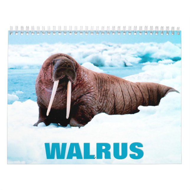 Walrus Wall Calendar Kalender (Titelbild)