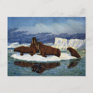 Walruses auf einer Eisscholle Postkarte