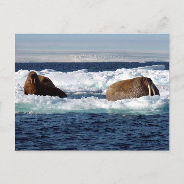 Walruses in Storoya, Svalbard Postkarte (Vorderseite)