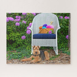 Walsh Terrier im Garten