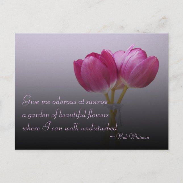 Walt Whitman Tulips Postcard Postkarte (Vorderseite)