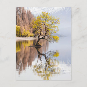 Wanaka Tree Herbst Landschaft Postkarte