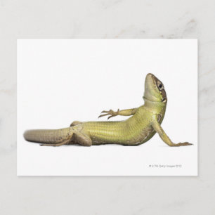 Wand-Eidechse liegend - Podarcis muralis Postkarte