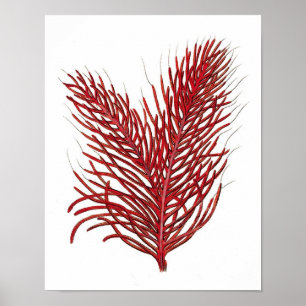 Wand-Kunst-Druck des warmes Meer-korallenroter Poster