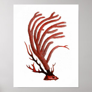 Wand-Kunst-Druck des warmes Meer-korallenroter Poster