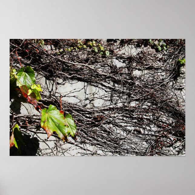 Wandabdeckung Poster (Vorne)