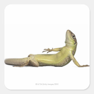 Wandeidechse, die unten - Podarcis muralis liegt Quadratischer Aufkleber