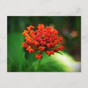 Wandelröschen Postkarte