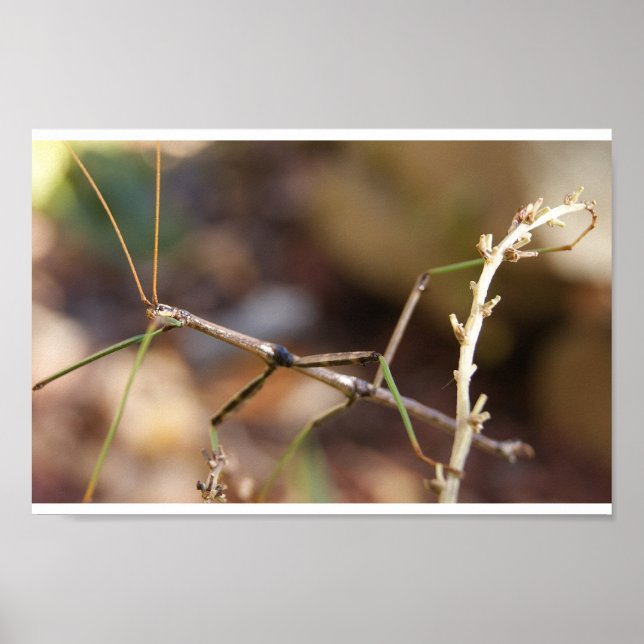 Wander Stick Bug Poster (Vorne)