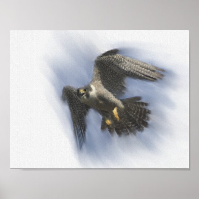 Wanderfalke im Flug Poster (Vorne)