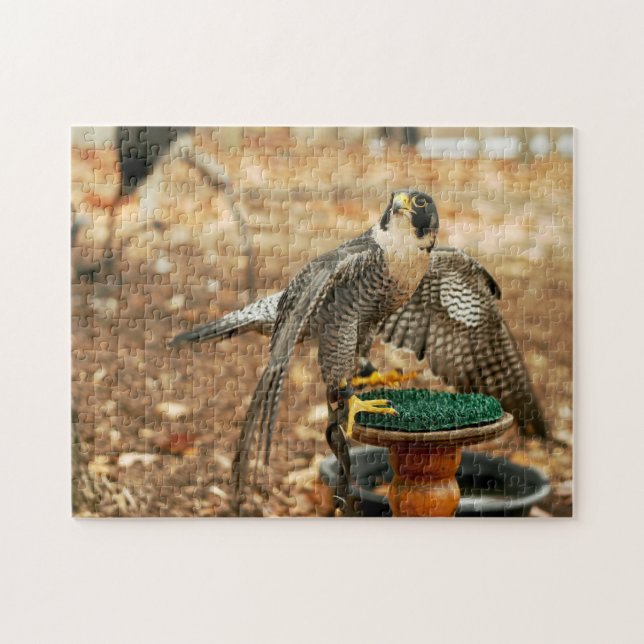 Wanderfalke, Raubvogel Puzzlespiel (Horizontal)