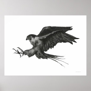 Wanderfalke Schwarz-Weiß-Federzeichnung Poster