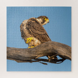 Wanderfalke Wildlife – Greifvogel Kunst Druck