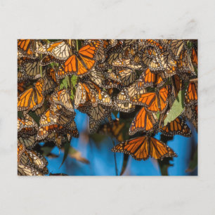 Wanderfalter-Monarchschmetterlinge klammern sich a Postkarte