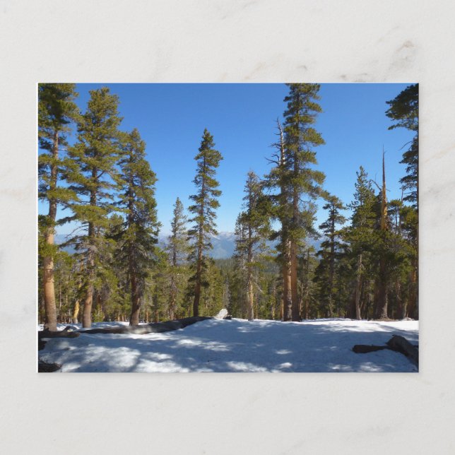 Wandern ab Mitchell Peak in Sequoia Postkarte (Vorderseite)