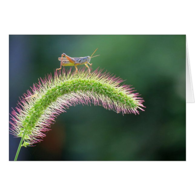 Wandern auf der Luft - Grasshopper - Farbe (Vorderseite (Horizontal))