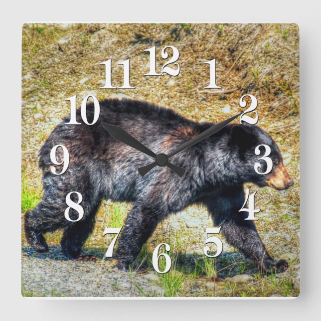 Wandern Schwarzer Bär Wildlife Foto Quadratische Wanduhr (Vorderseite)