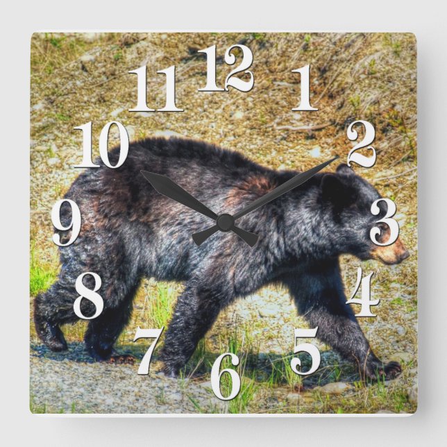 Wandern Schwarzer Bär Wildlife Foto Quadratische Wanduhr (Vorderseite)