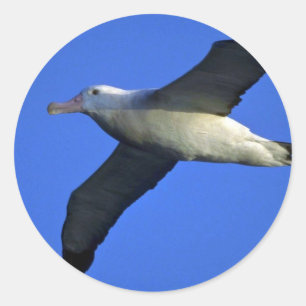 Wandernder Albatros im Flug Runder Aufkleber
