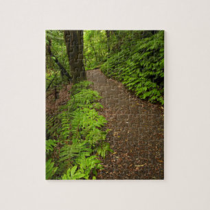 Wanderweg durch den Wald