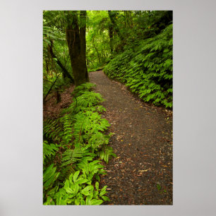 Wanderweg durch den Wald Poster